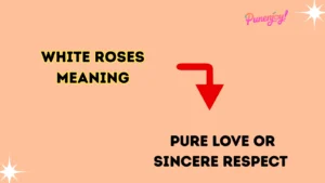 white roses meaning