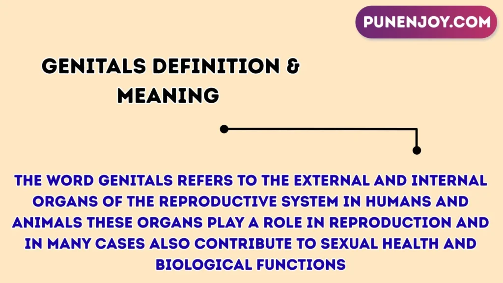 genitals Definition & Meaning 