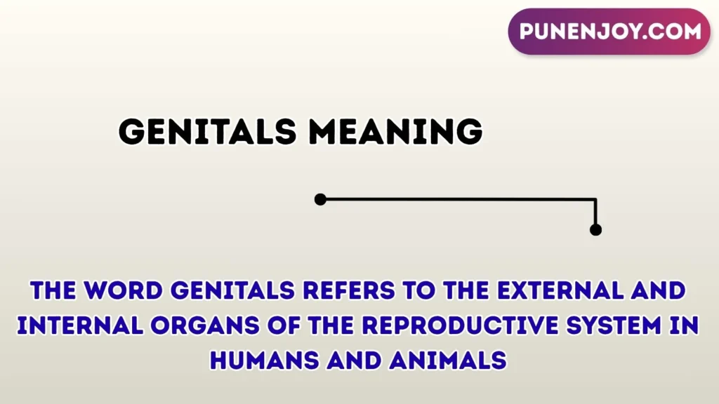 genitals meaning